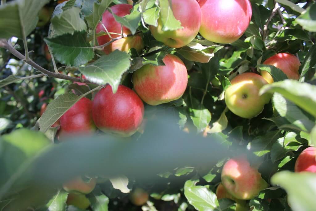Connor's Farm apples 3