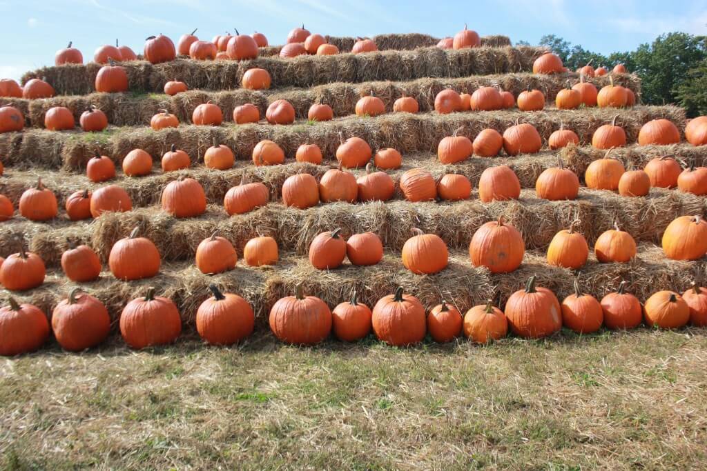Connor's Farm pumkin pile