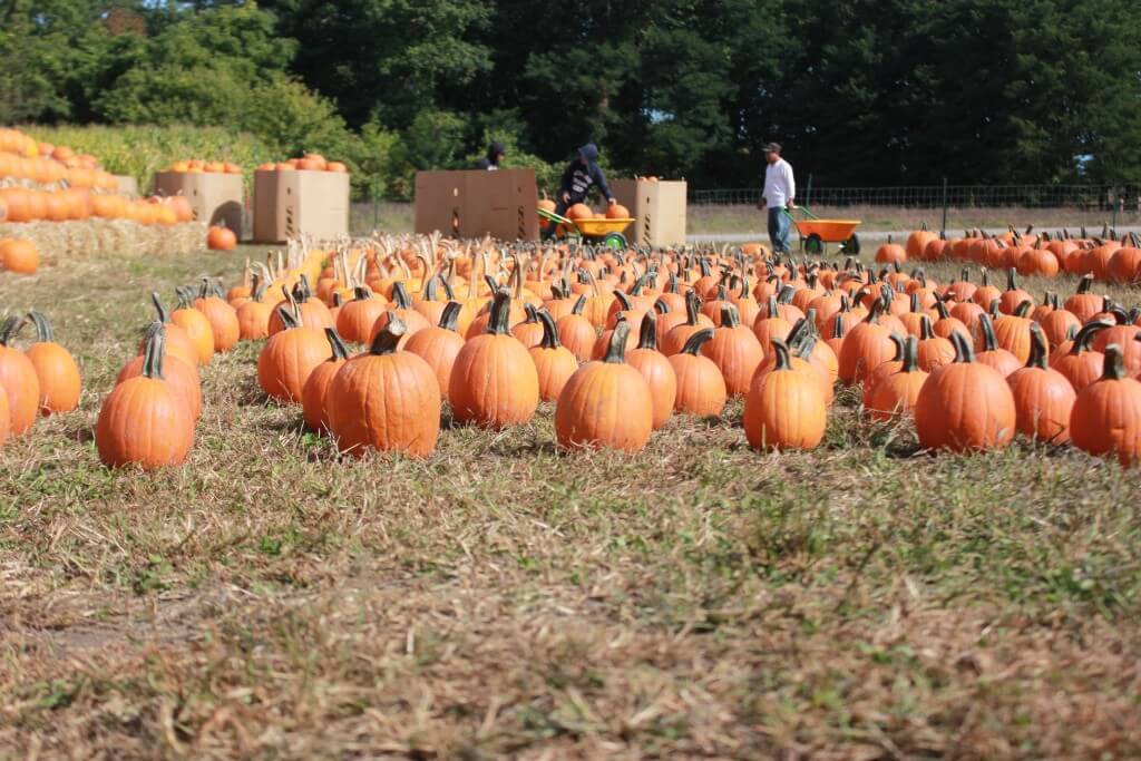 Connor's Farm pumpkin patch