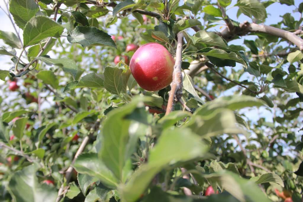 Connor's Farm single apple