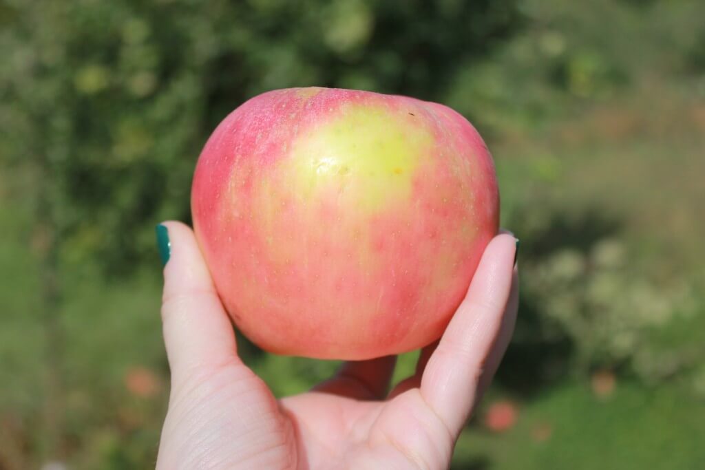 Connor's farm apple picked
