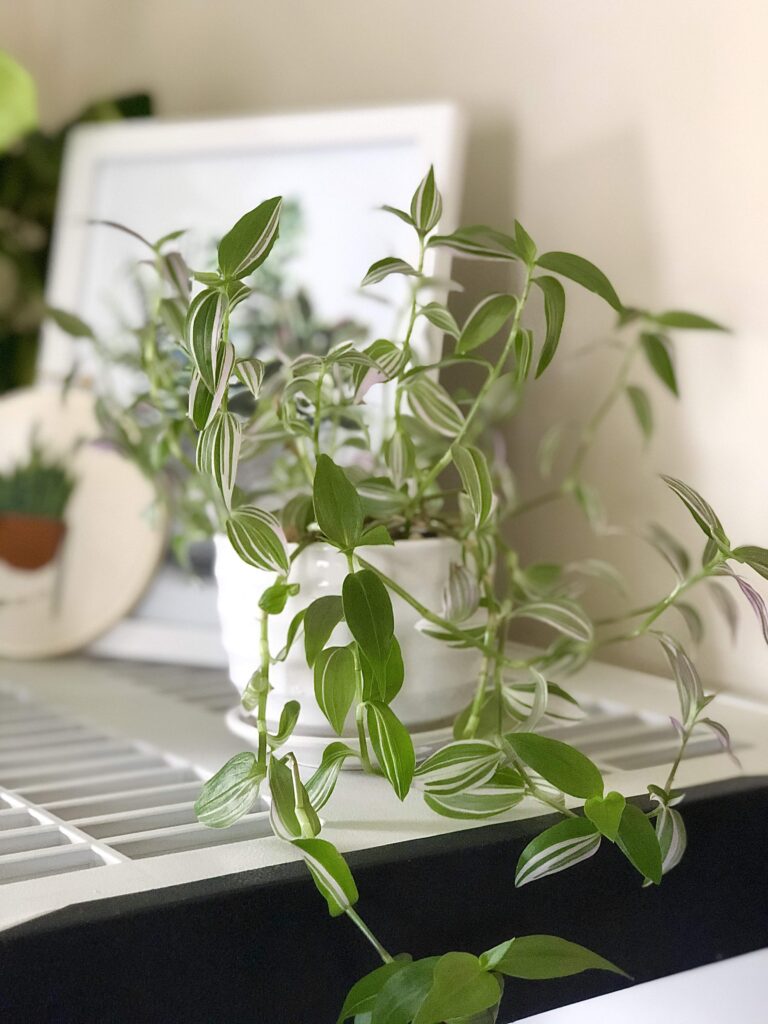 Easy Houseplants - Tradescantia Zebrina Easy Care Houseplant - Tradescantia Zebrina