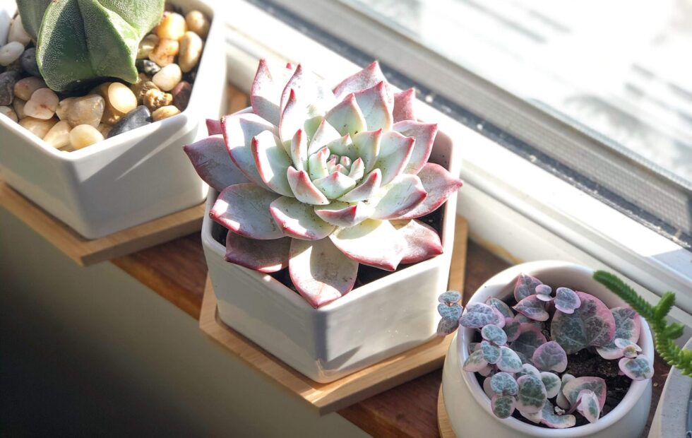 where to order houseplants online