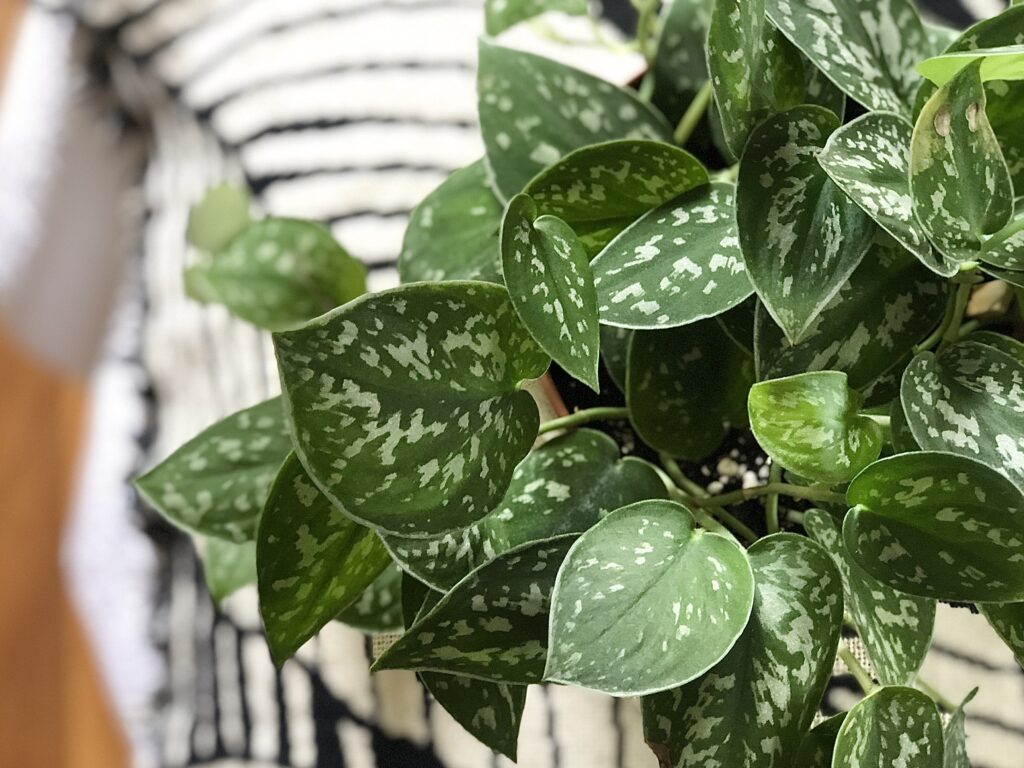 Scindapsus Pictus - A houseplant with easy care needs Scindapsus Pictus - A houseplant with easy care needs