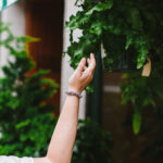 Easy Houseplants for New Plant Parents: 5 (Not Basic) Varieties