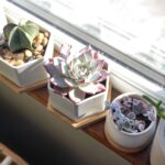 Where to Buy Houseplants Online